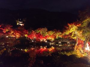 【秋の京都旅行】もみじの名所 永観堂 夜間特別拝観2024